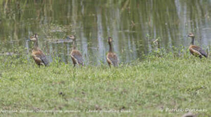 Dendrocygne siffleur