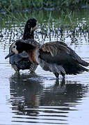 White-faced Whistling Duck