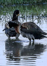 Dendrocygne veuf