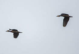 White-faced Whistling Duck