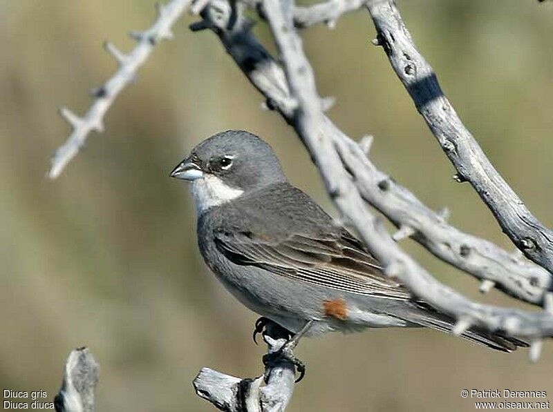 Common Diuca Finch male adult breeding