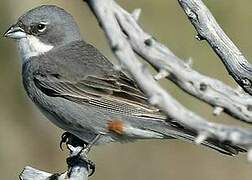 Common Diuca Finch