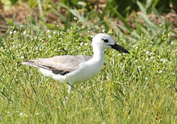 Crab-plover