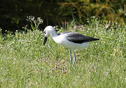 Crab-plover