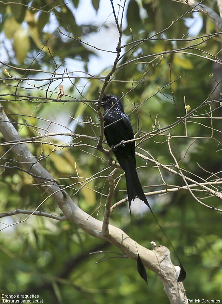 Greater Racket-tailed Drongo