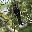 Drongo à raquettes