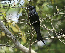 Drongo à raquettes