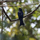 Drongo à raquettes
