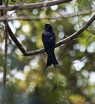 Drongo à raquettes