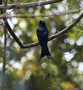 Drongo à raquettes