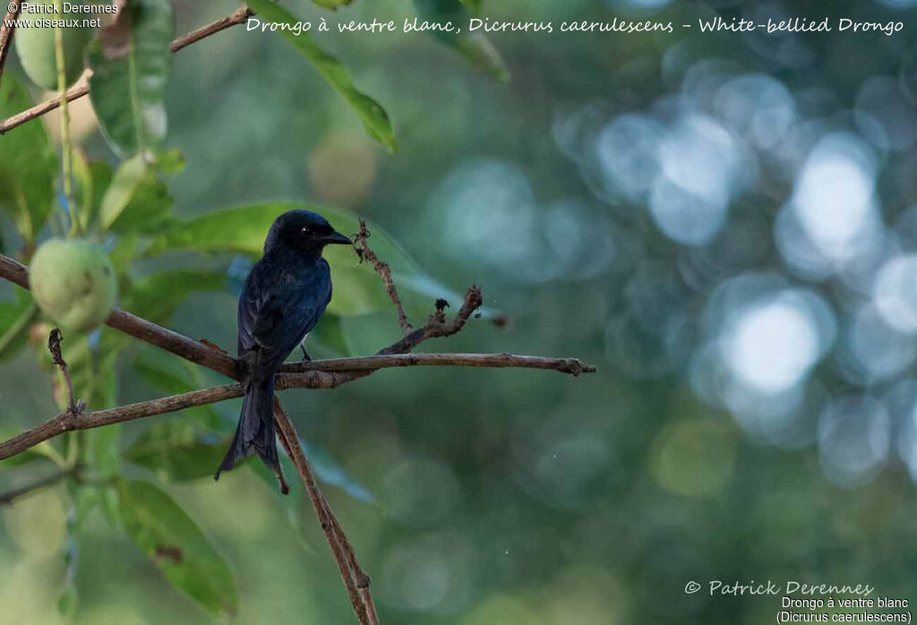 Drongo à ventre blanc