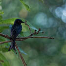 Drongo à ventre blanc