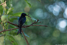 Drongo à ventre blanc