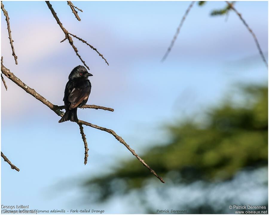 Fork-tailed Drongoadult, identification