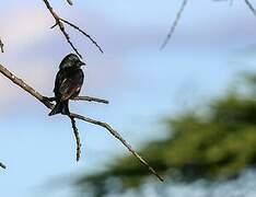 Fork-tailed Drongo