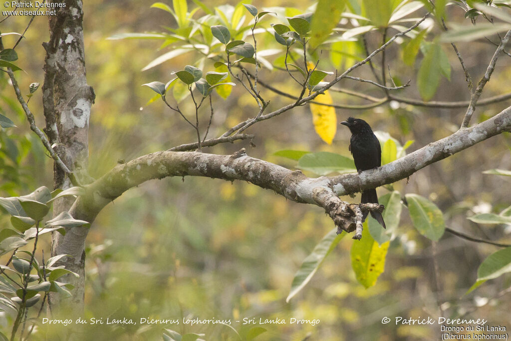 Sri Lanka Drongo, identification