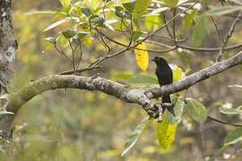 Sri Lanka Drongo