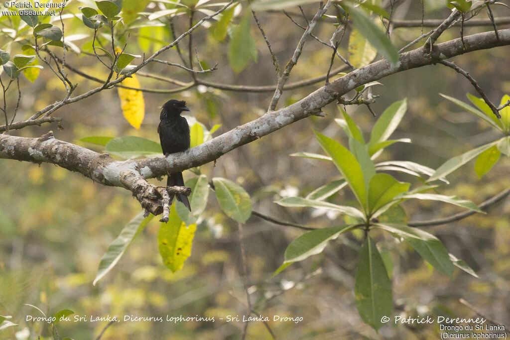 Drongo du Sri Lanka