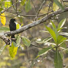 Drongo du Sri Lanka