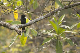 Sri Lanka Drongo