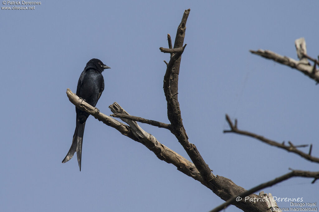 Black Drongo, identification, habitat