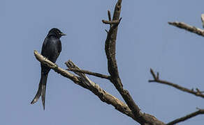 Black Drongo