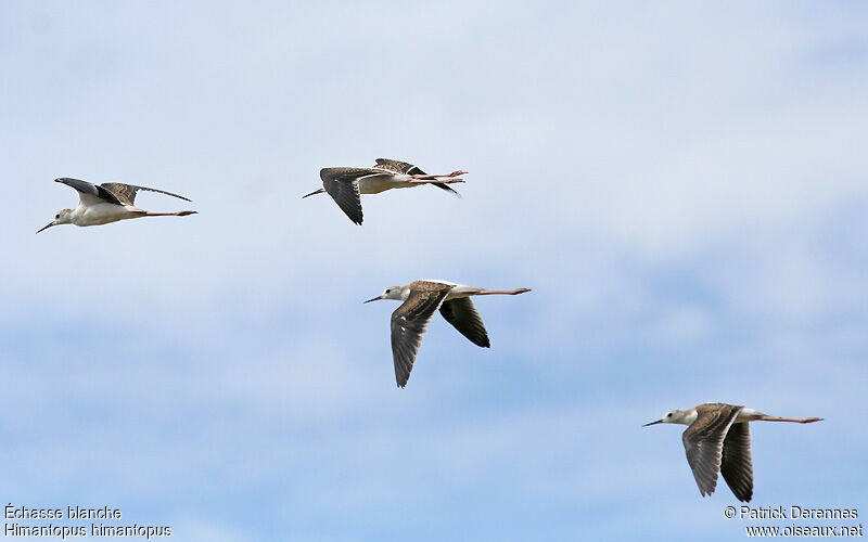 Black-winged StiltFirst year