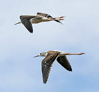 Black-winged Stilt