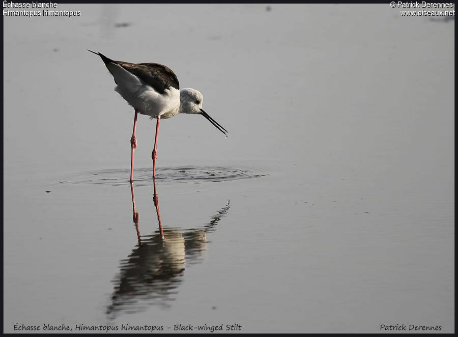 Échasse blancheadulte, identification, régime, Comportement