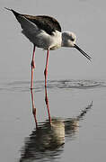 Black-winged Stilt