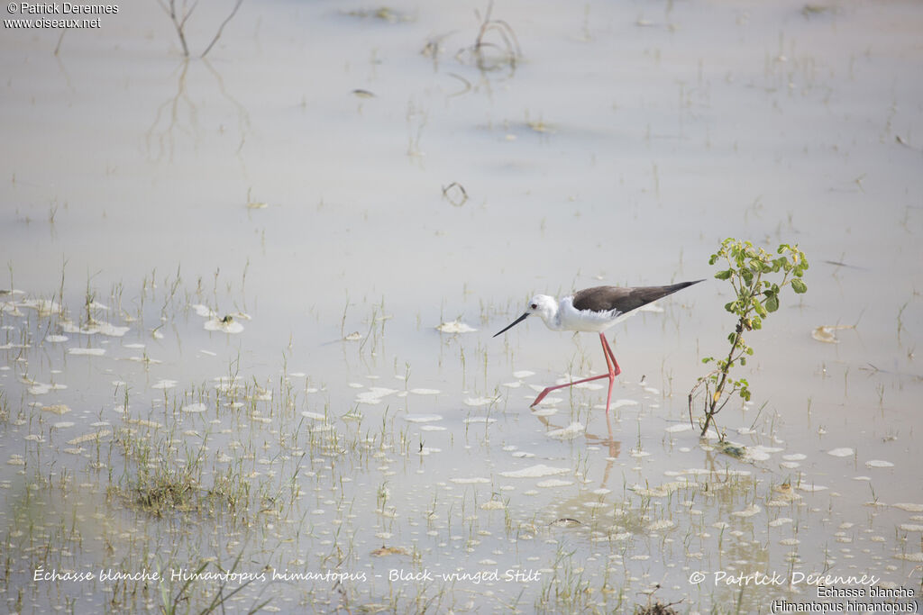 Échasse blanche, identification, habitat