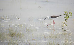 Black-winged Stilt