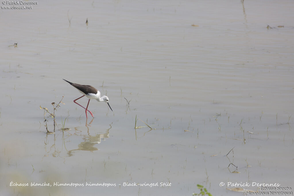 Black-winged Stilt, habitat