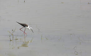 Black-winged Stilt