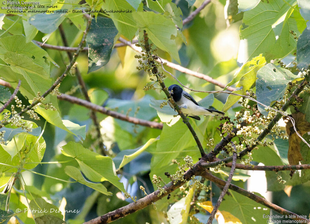 Black-headed Cuckooshrike, identification, habitat, feeding habits