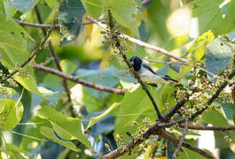 Black-headed Cuckooshrike