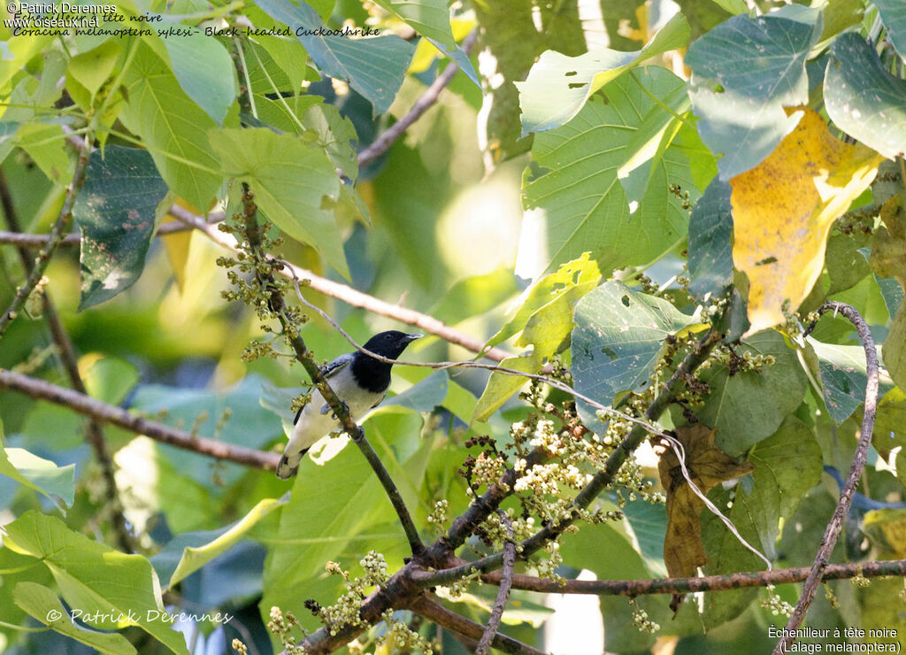 Black-headed Cuckooshrike, identification, habitat