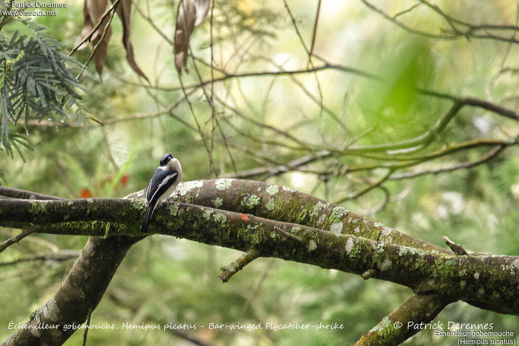 Bar-winged Flycatcher-shrike, identification, habitat