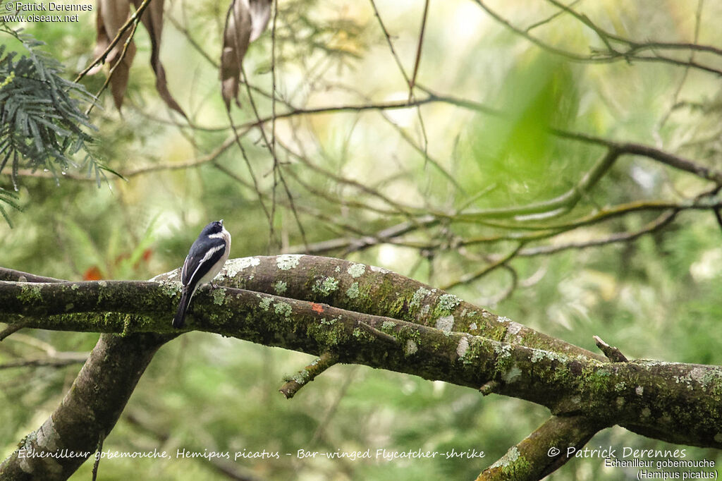 Bar-winged Flycatcher-shrike, identification, habitat