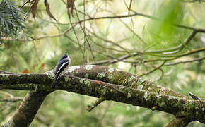 Bar-winged Flycatcher-shrike