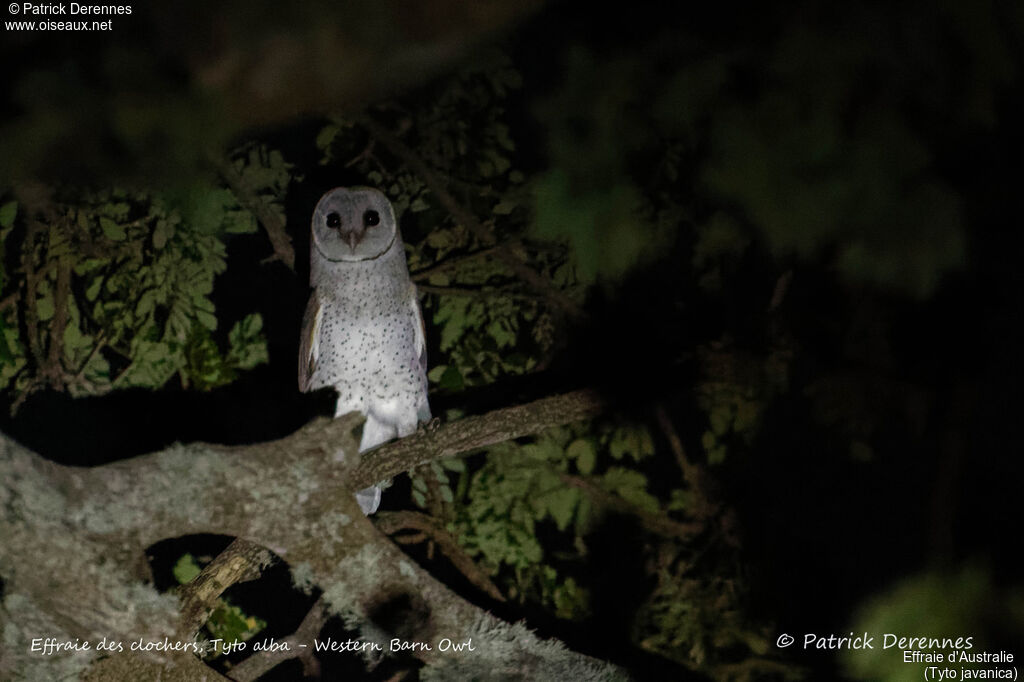 Eastern Barn Owl, identification, habitat