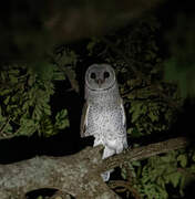 Eastern Barn Owl