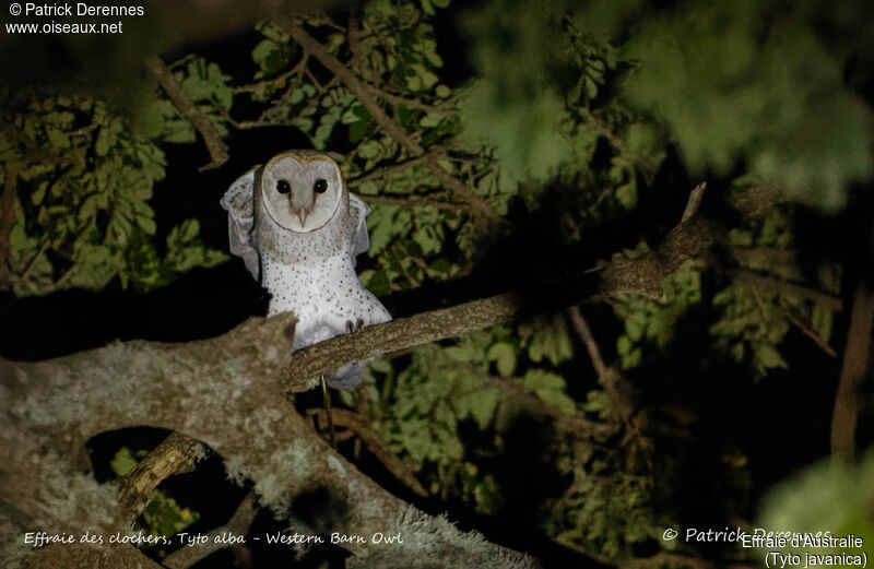 Eastern Barn Owl, identification, habitat