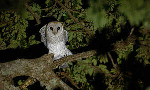 Eastern Barn Owl