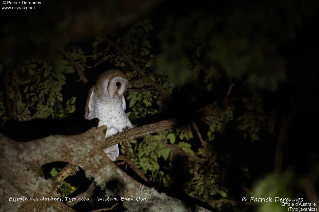 Eastern Barn Owl, identification, habitat