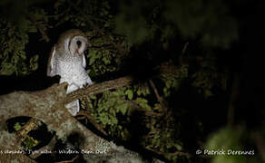 Eastern Barn Owl