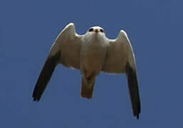 Black-winged Kite