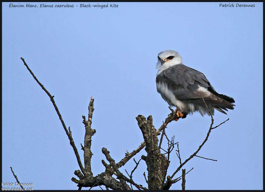 Black-winged Kiteadult, pigmentation