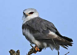 Black-winged Kite