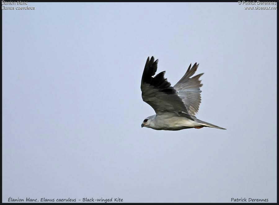 Black-winged Kiteadult, Flight